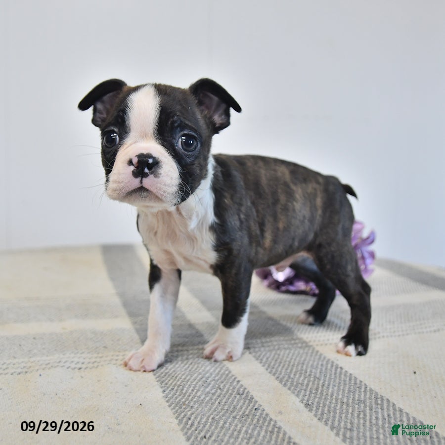Boston Terrier dogs Harris - Ad 2