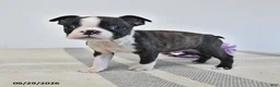 Boston Terrier dogs for sale: Harris - Ad 2