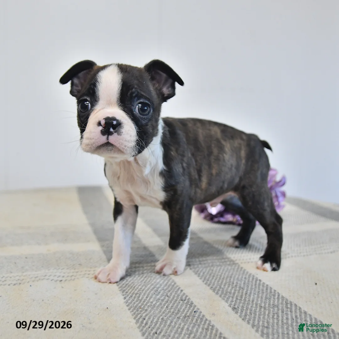 Boston Terrier dogs for sale: Harris - Ad 2