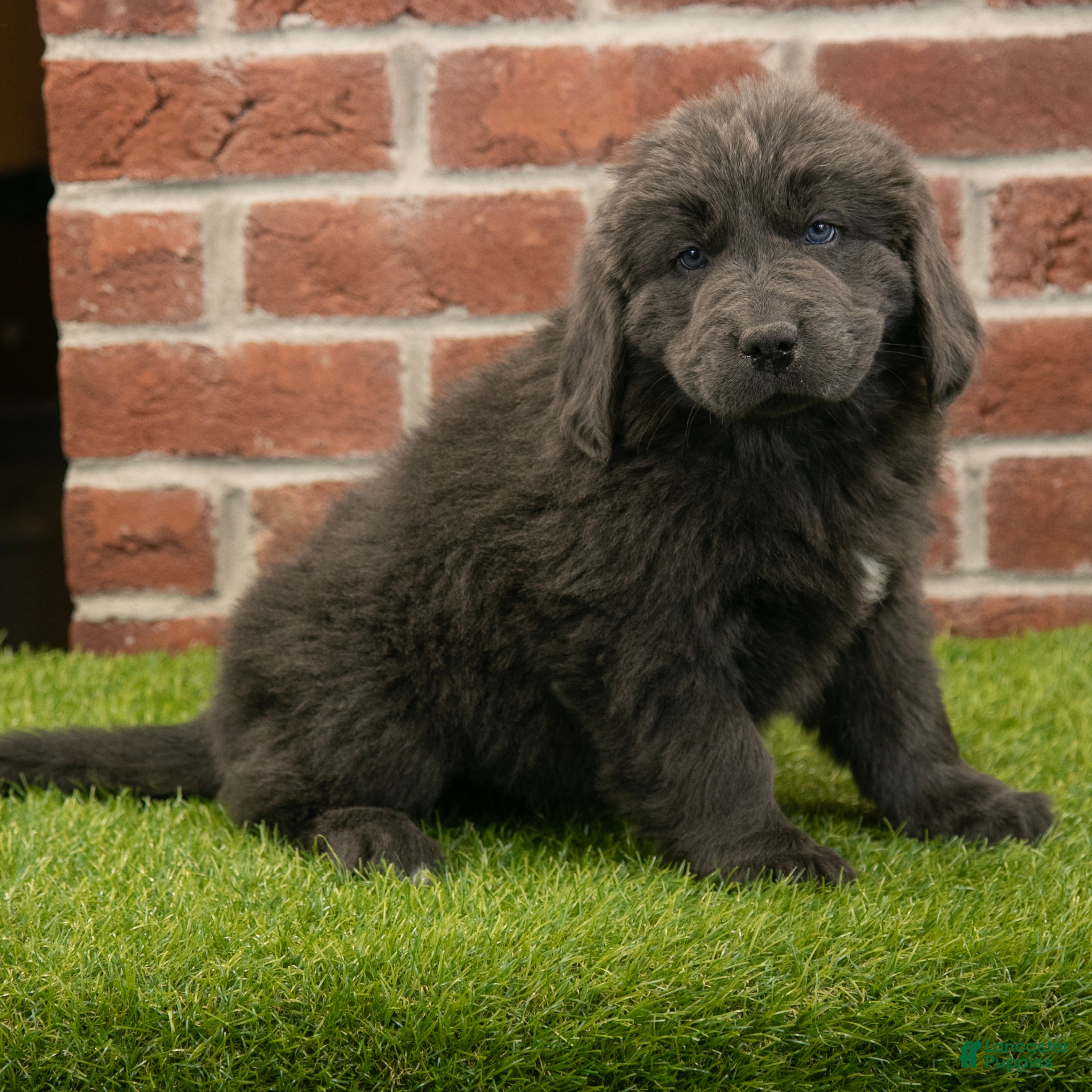 Newfoundland dogs Jasmine - Ad 1