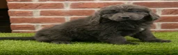 Newfoundland dogs for sale: Jasmine - Ad 1