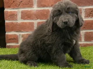 Newfoundland dogs for sale: Jasmine - Ad 4