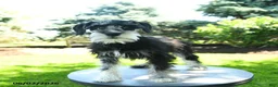Miniature Schnauzer dogs for sale: Lola - Ad 3