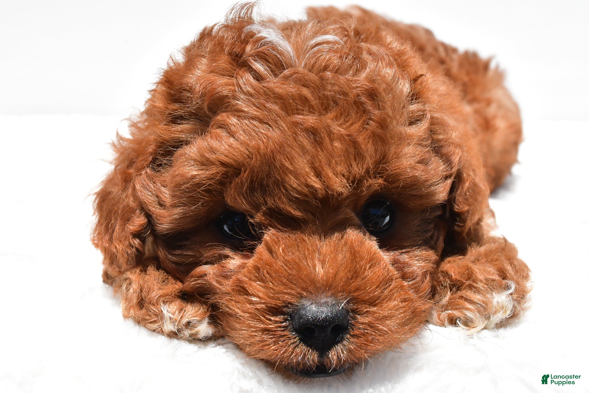 Cavapoo dogs for sale: Sparky f1b - Ad 7