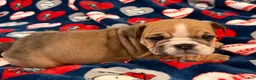 English Bulldog dogs for sale: English Bulldog 3 - Ad 4