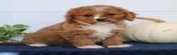 Cavapoo dogs for sale: Jasper  - Ad 4