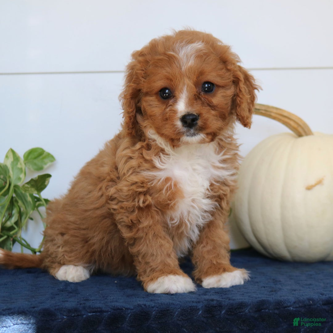 Cavapoo dogs for sale: Jasper  - Ad 4