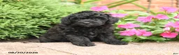 Miniature Poodle dogs for sale: Stella - Ad 3