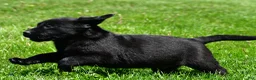 Labrador Retriever dogs for sale: Petey - Ad 7