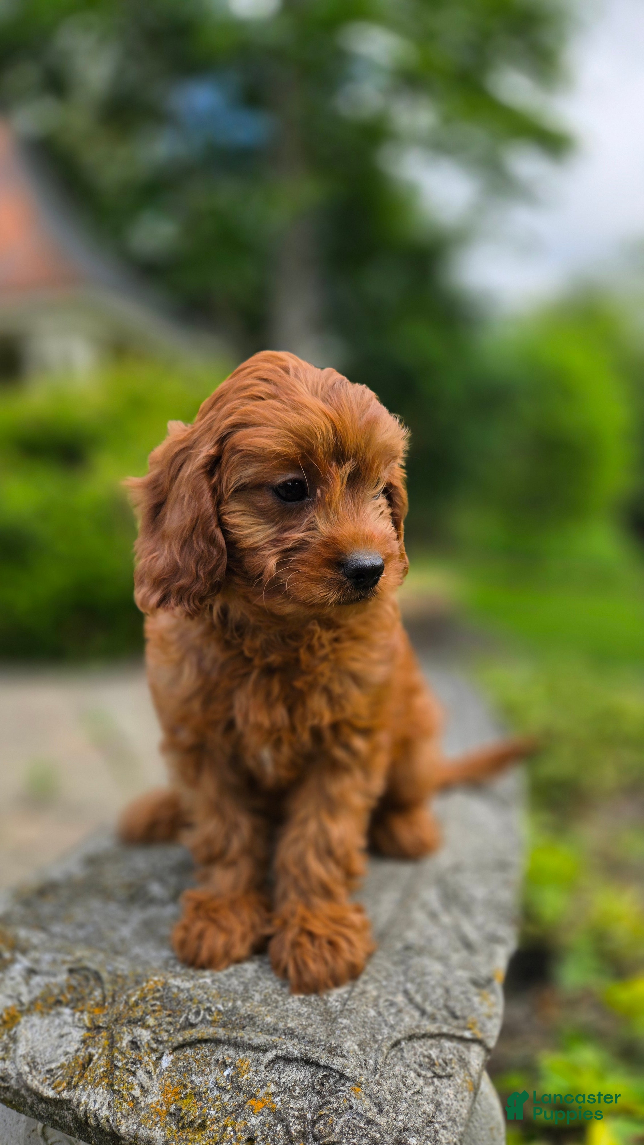 Cavapoo dogs Hudson - Ad 2