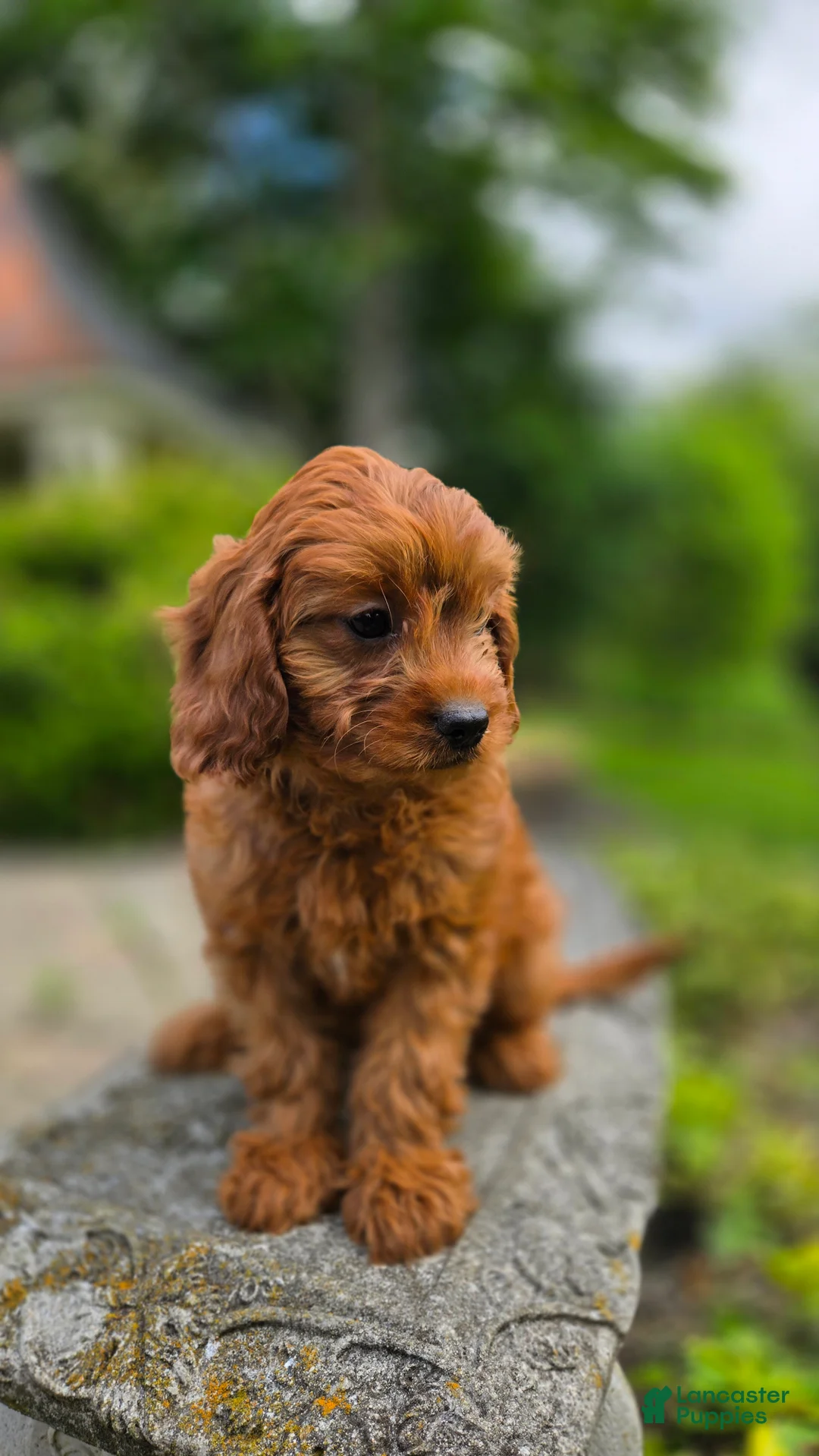 Cavapoo dogs for sale: Hudson - Ad 2
