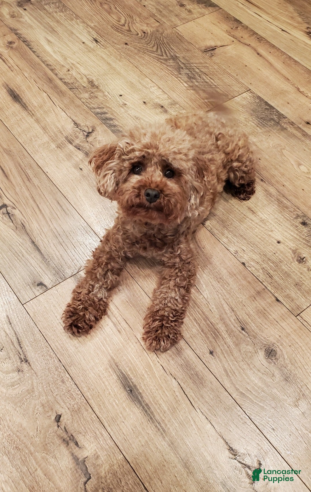 Mini Goldendoodle dogs for sale: Posy - Ad 4