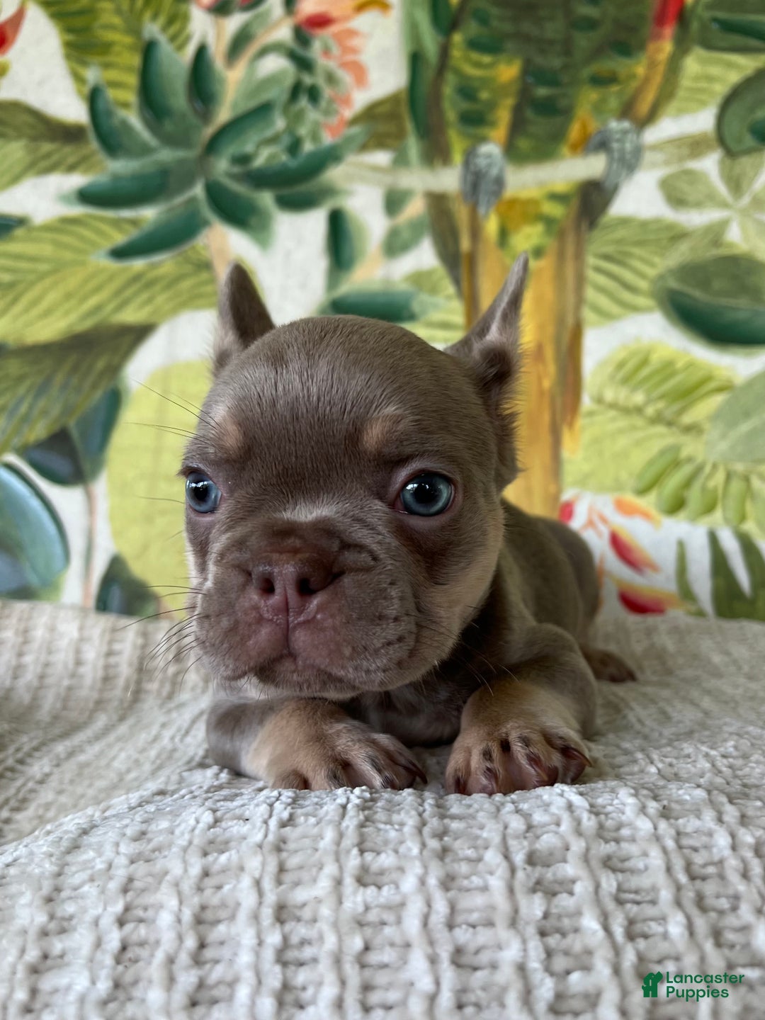 French Bulldog dogs for sale: Ollie Akc - Ad 8