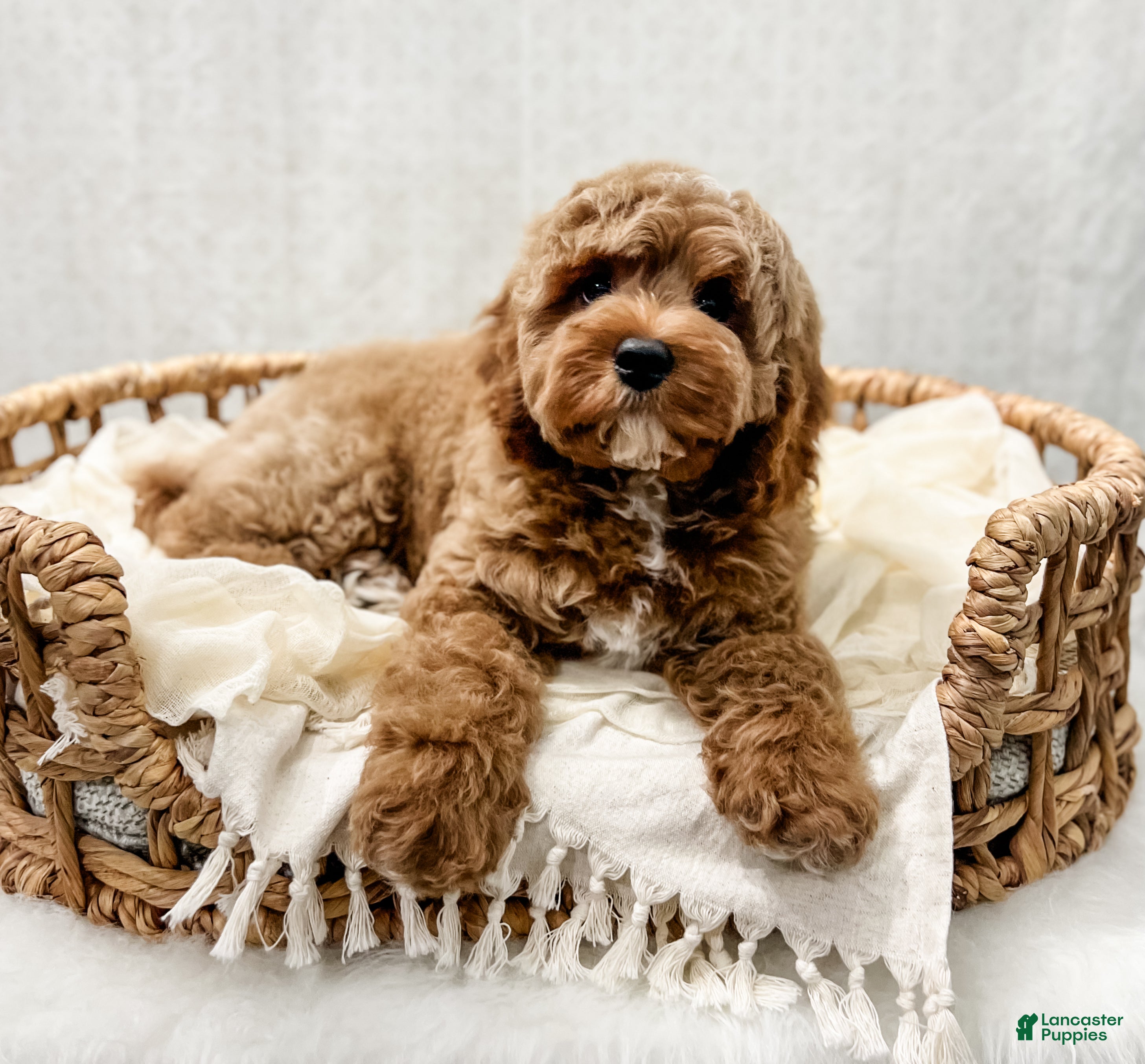 Cavapoo dogs Reacher - Ad 2
