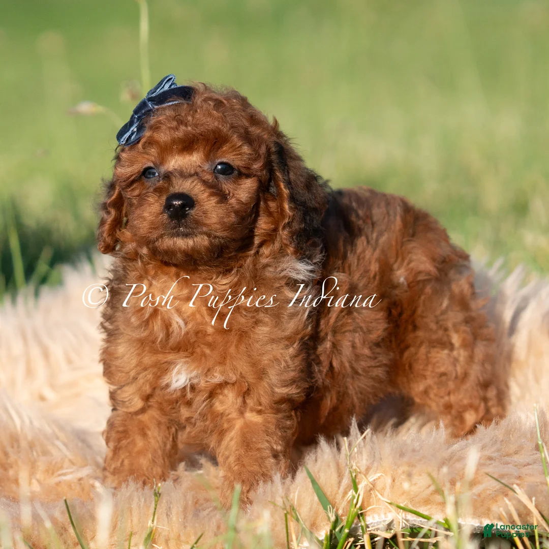Toy Poodle dogs for sale: Wren AKC - Ad 2