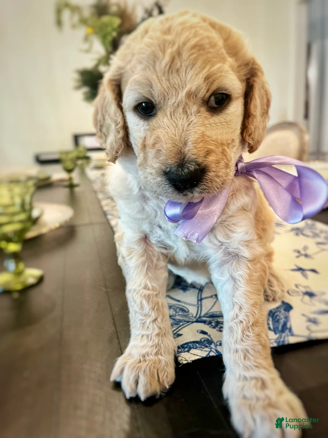 Goldendoodle dogs for sale: Goldendoodle Clover- Purple - Ad 1