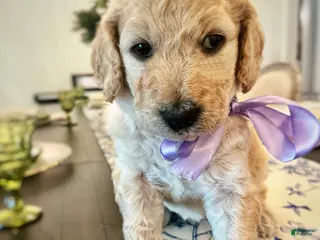 Goldendoodle dogs for sale: Goldendoodle Clover- Purple - Ad 4