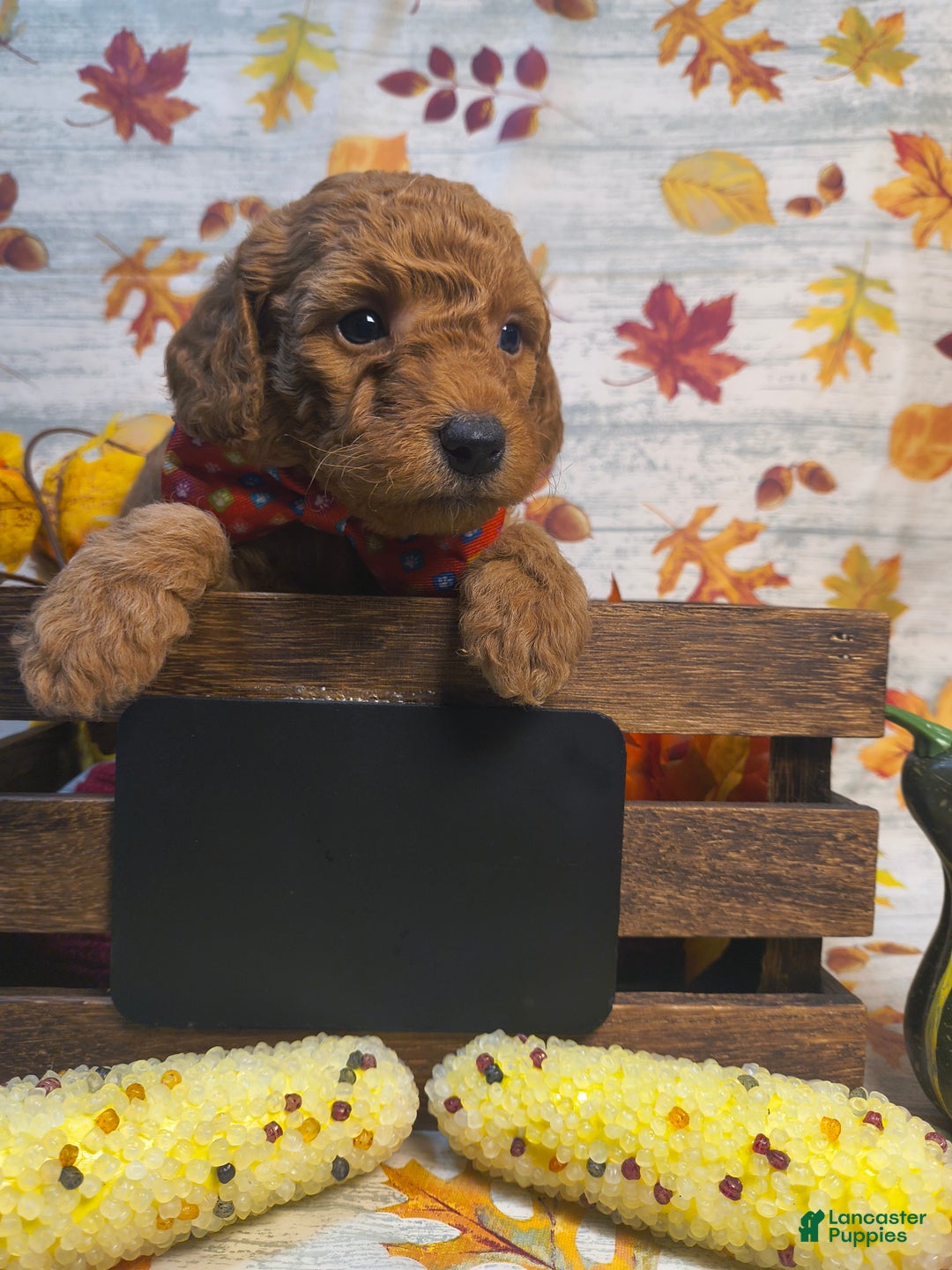 Mini Goldendoodle dogs for sale: Brier - Ad 2