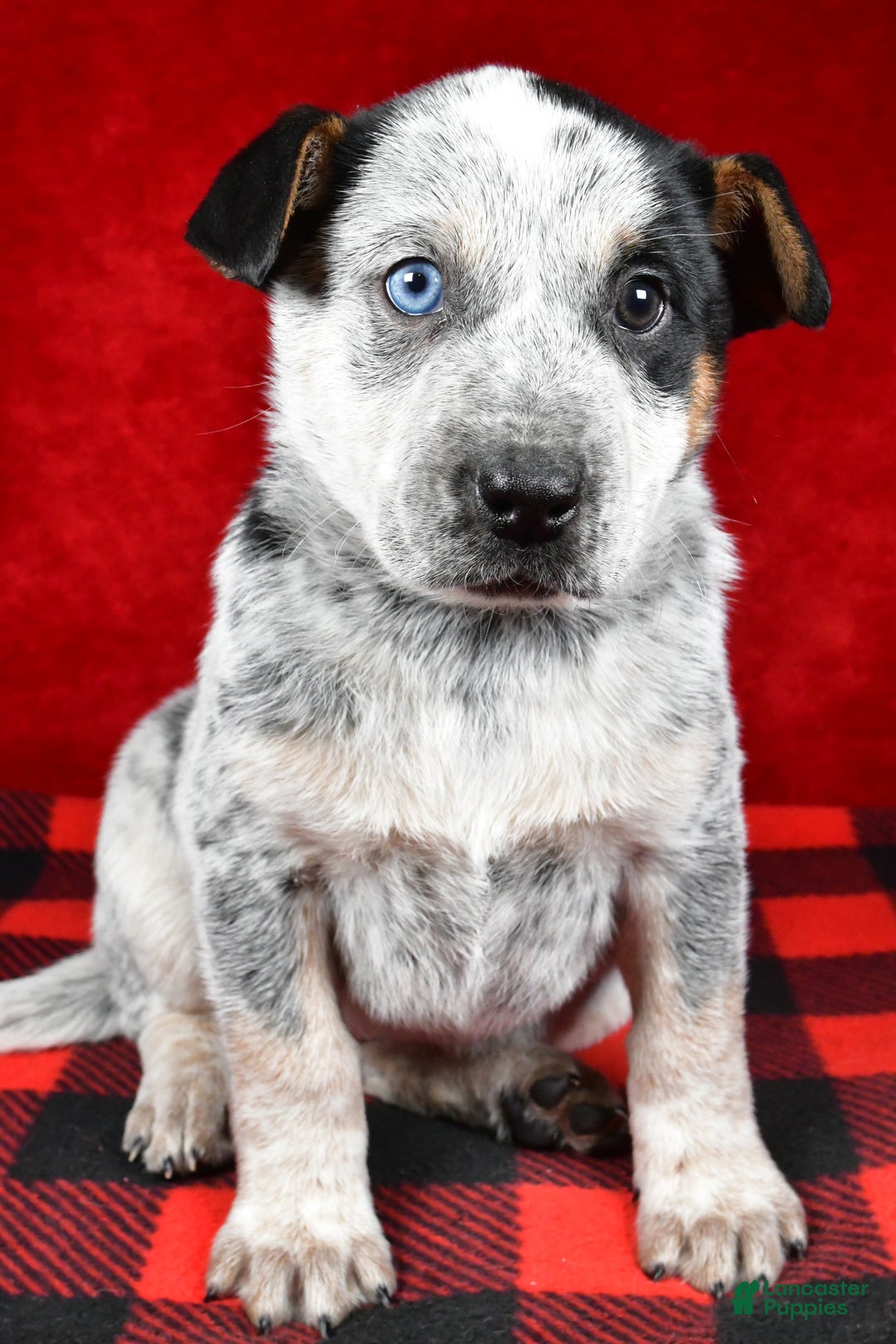 Australian Cattle Dog dogs for sale: Polly - Ad 5