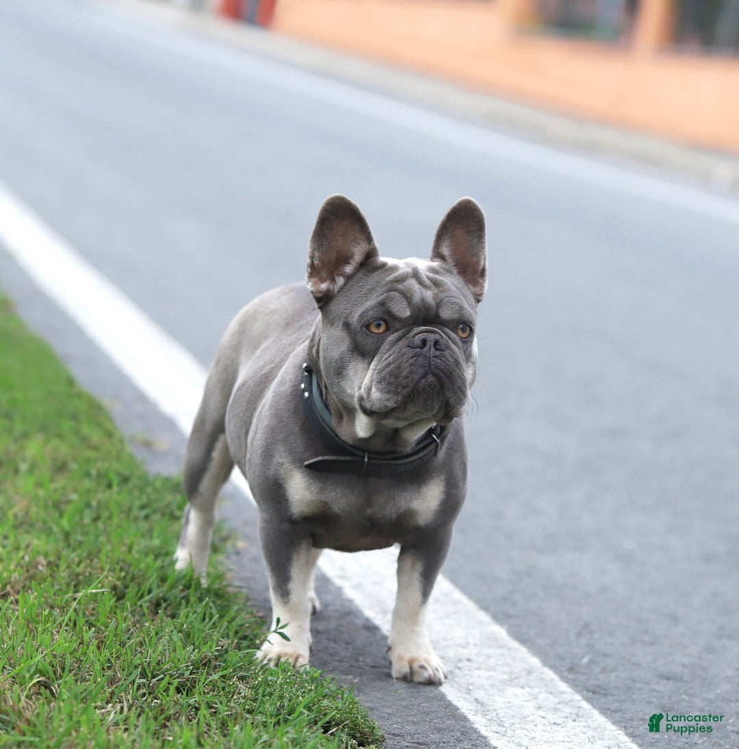 French Bulldog dogs for sale: Monica  - Ad 2