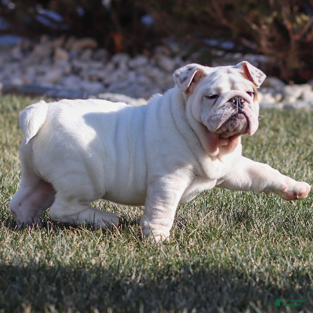 English Bulldog dogs for sale: Frosty - Ad 13