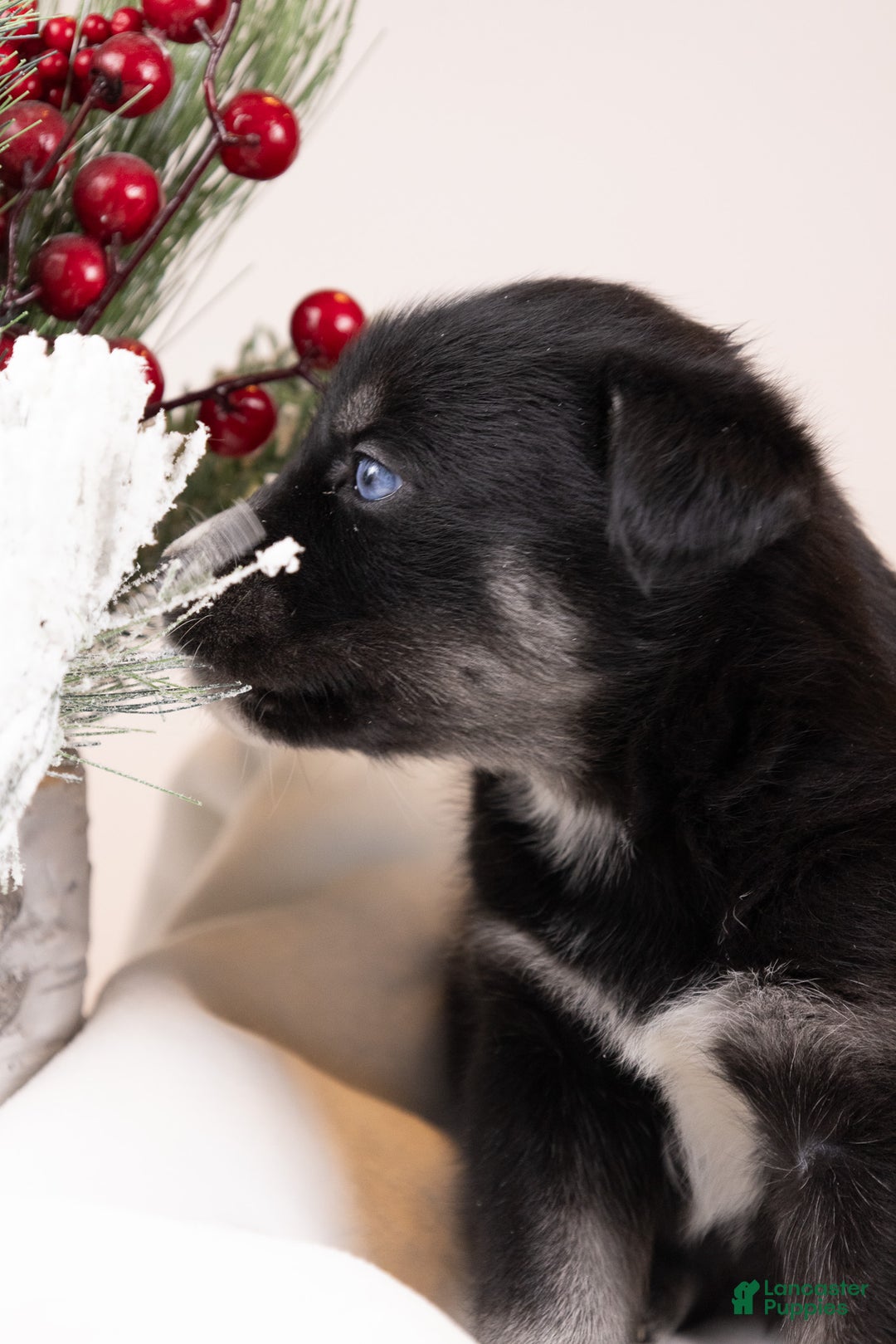 Goberian dogs for sale: Bear - Ad 12