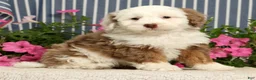 Mini Bernedoodle dogs for sale: Jayce - Ad 5