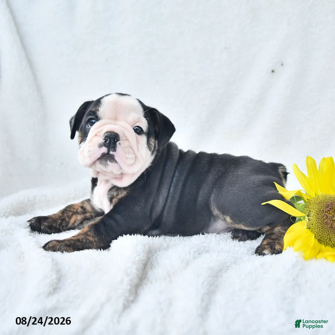 Olde English Bulldogge dogs for sale: Darla - Ad 5