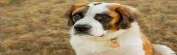 Saint Bernard dogs for sale: Akc Blue - Ad 10