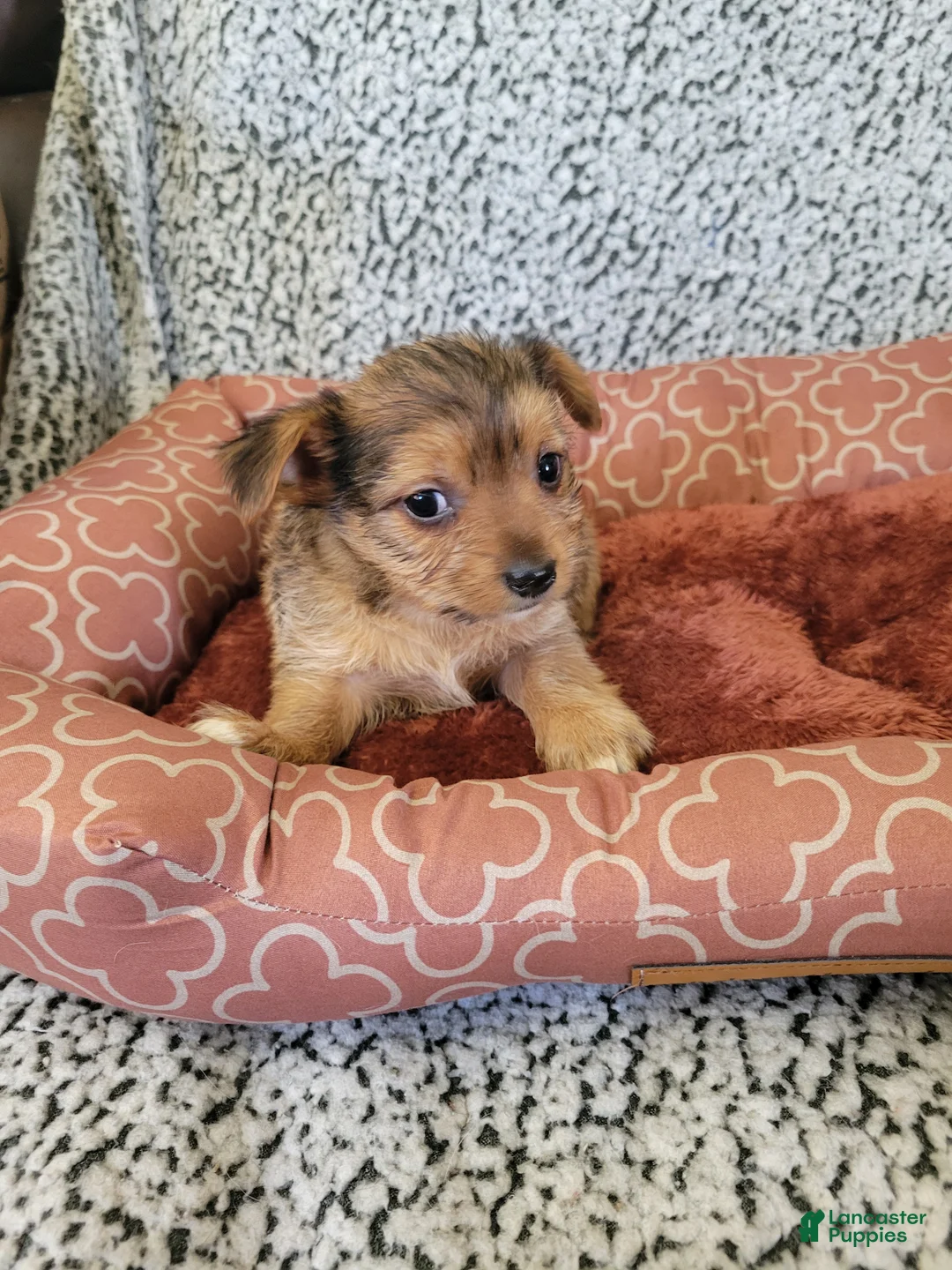 Shorkie dogs for sale: Shorkie 1 - Ad 3