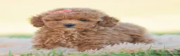 Toy Poodle dogs for sale: Candy apple - Ad 4