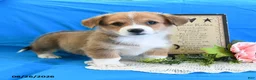 Welsh Corgi Pembroke dogs for sale: Cash - Ad 5