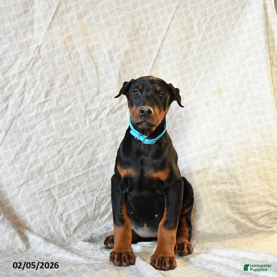 Doberman Pinscher dogs Roxie - Ad 5