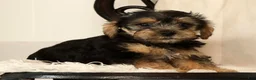 Yochon dogs for sale: Kevin - Ad 9