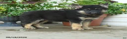 Gerberian Shepsky dogs for sale: Tigger - Ad 3