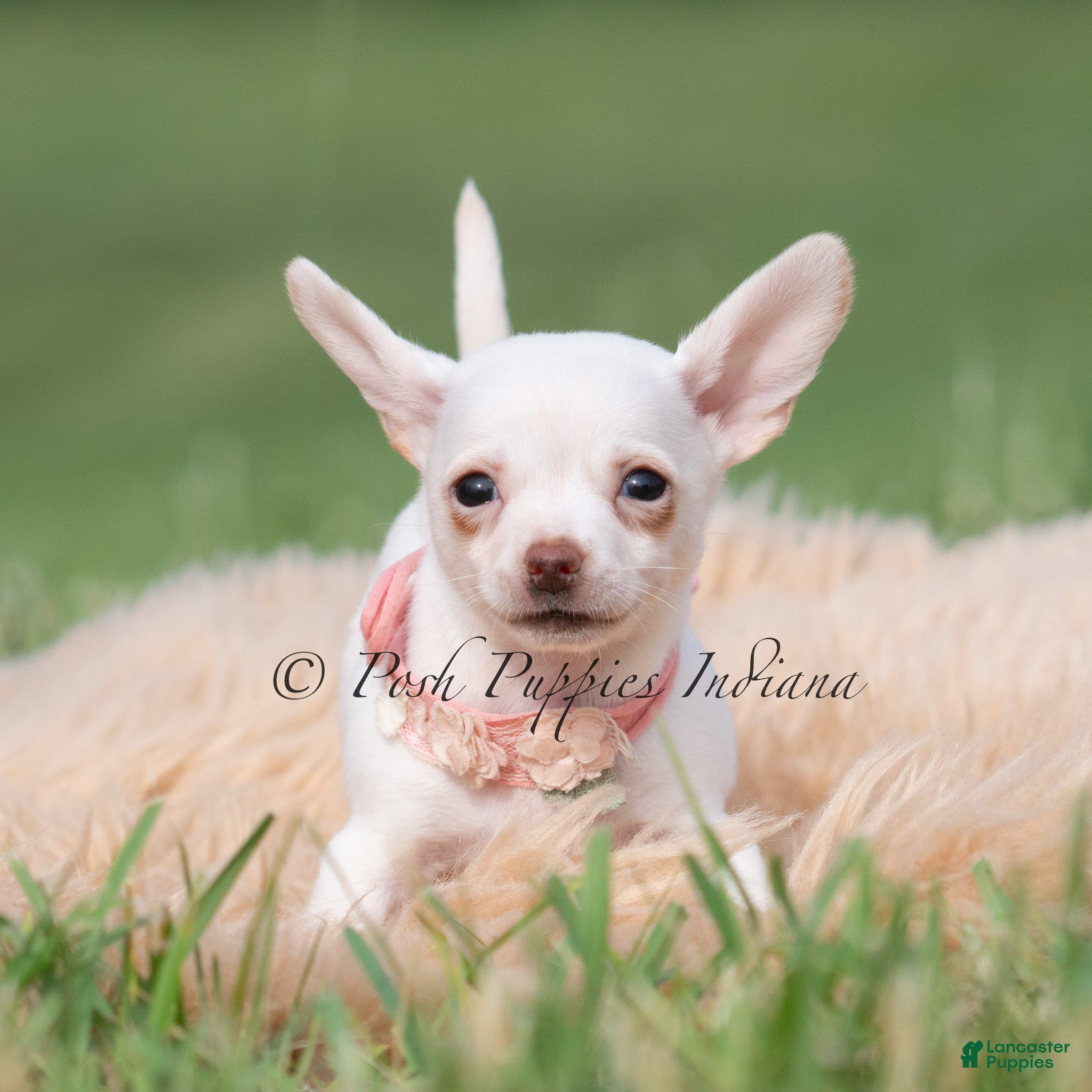 Chihuahua dogs Clover - Ad 12