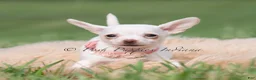Chihuahua dogs for sale: Clover - Ad 1