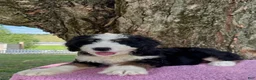 Bernedoodle dogs for sale: Daisy  - Ad 6