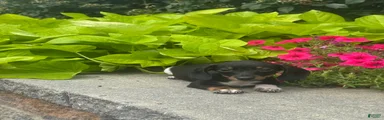 Dodge