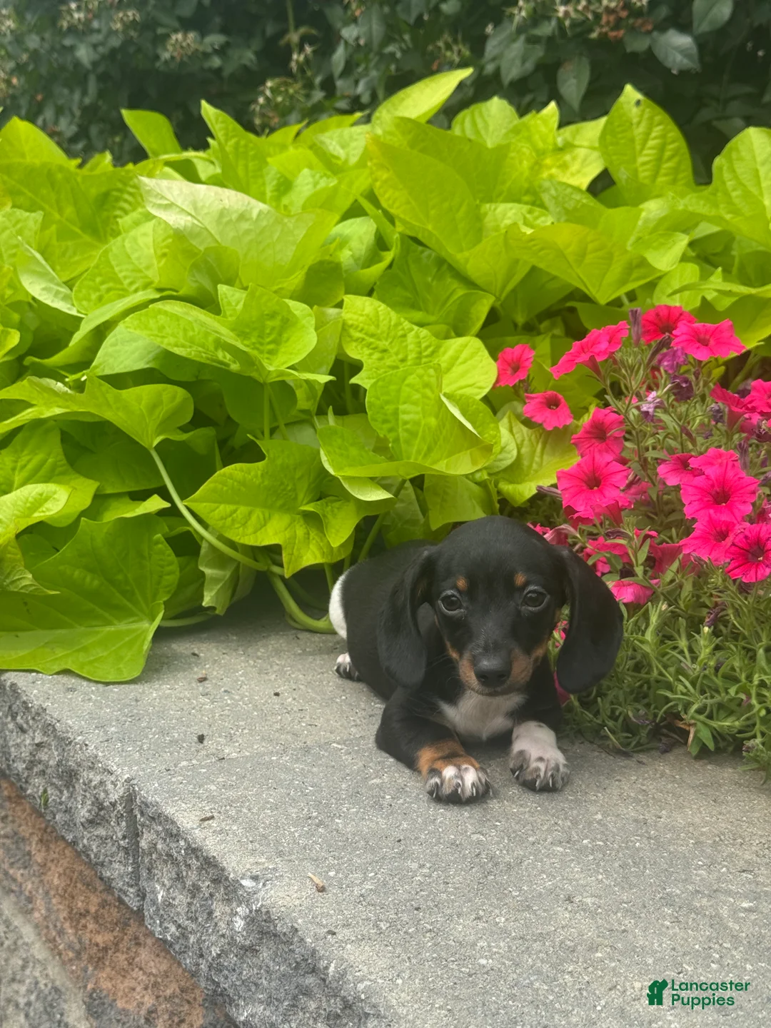 Miniature Dachshund dogs for sale: Dodge - Ad 1