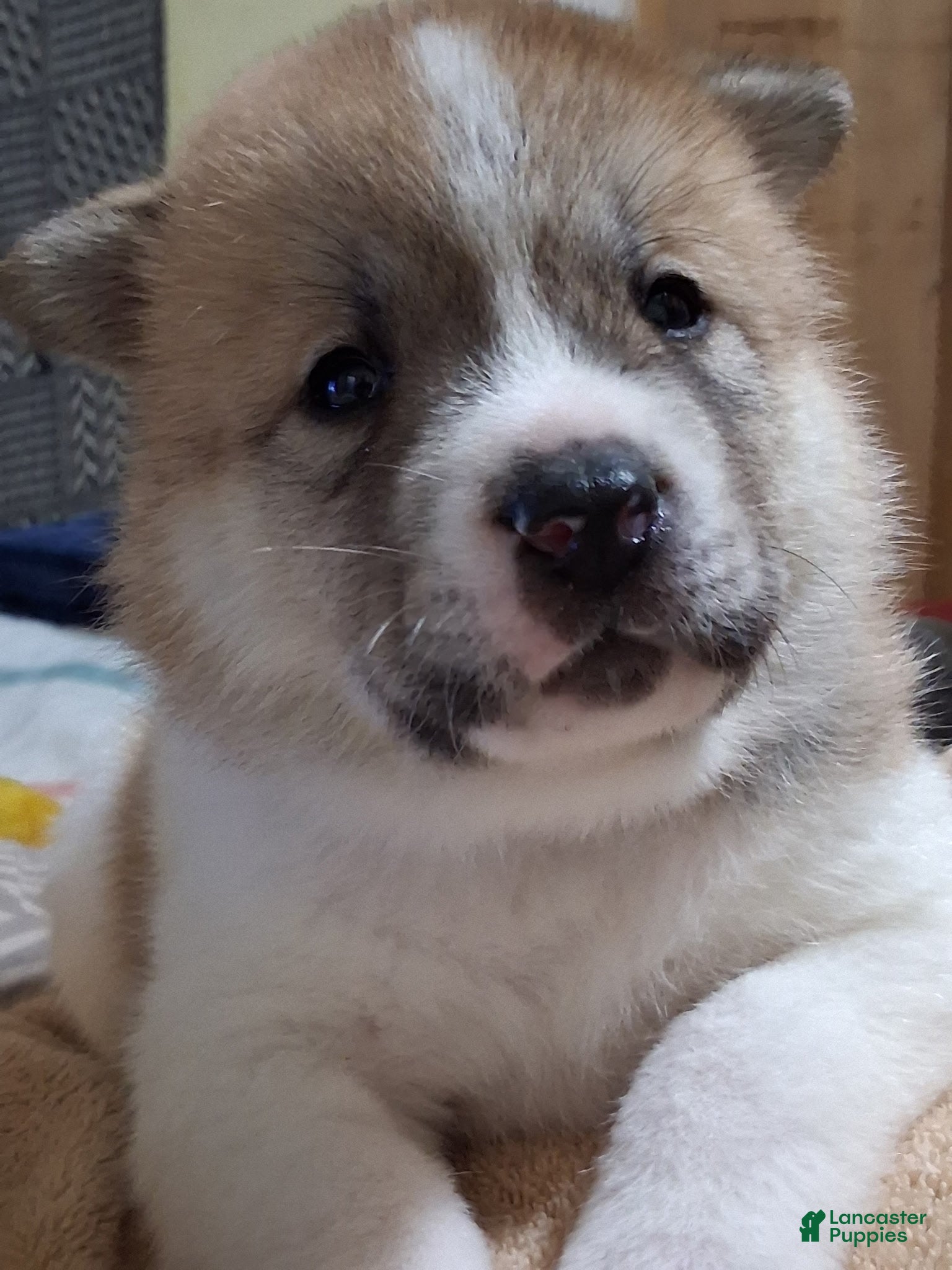 Akita dogs Aspen - Ad 1