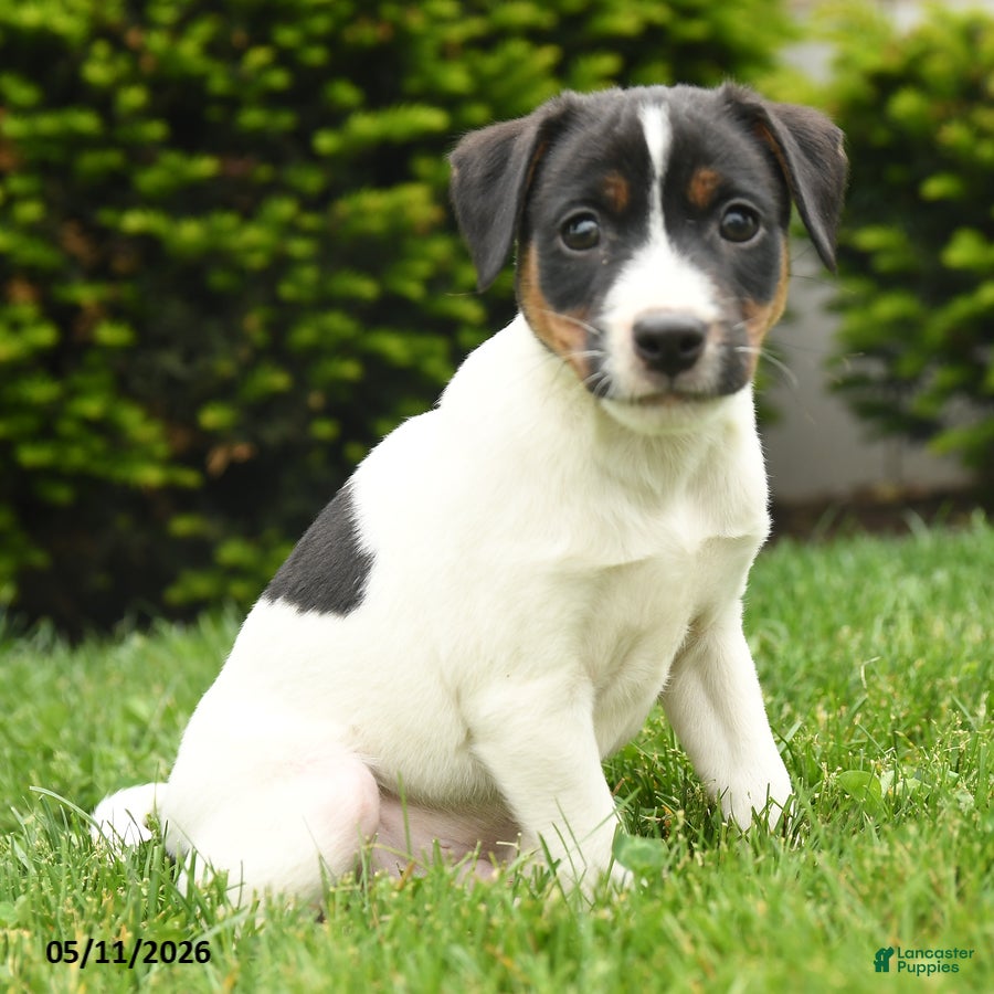 Jack Russell Terrier dogs Ben - Ad 1