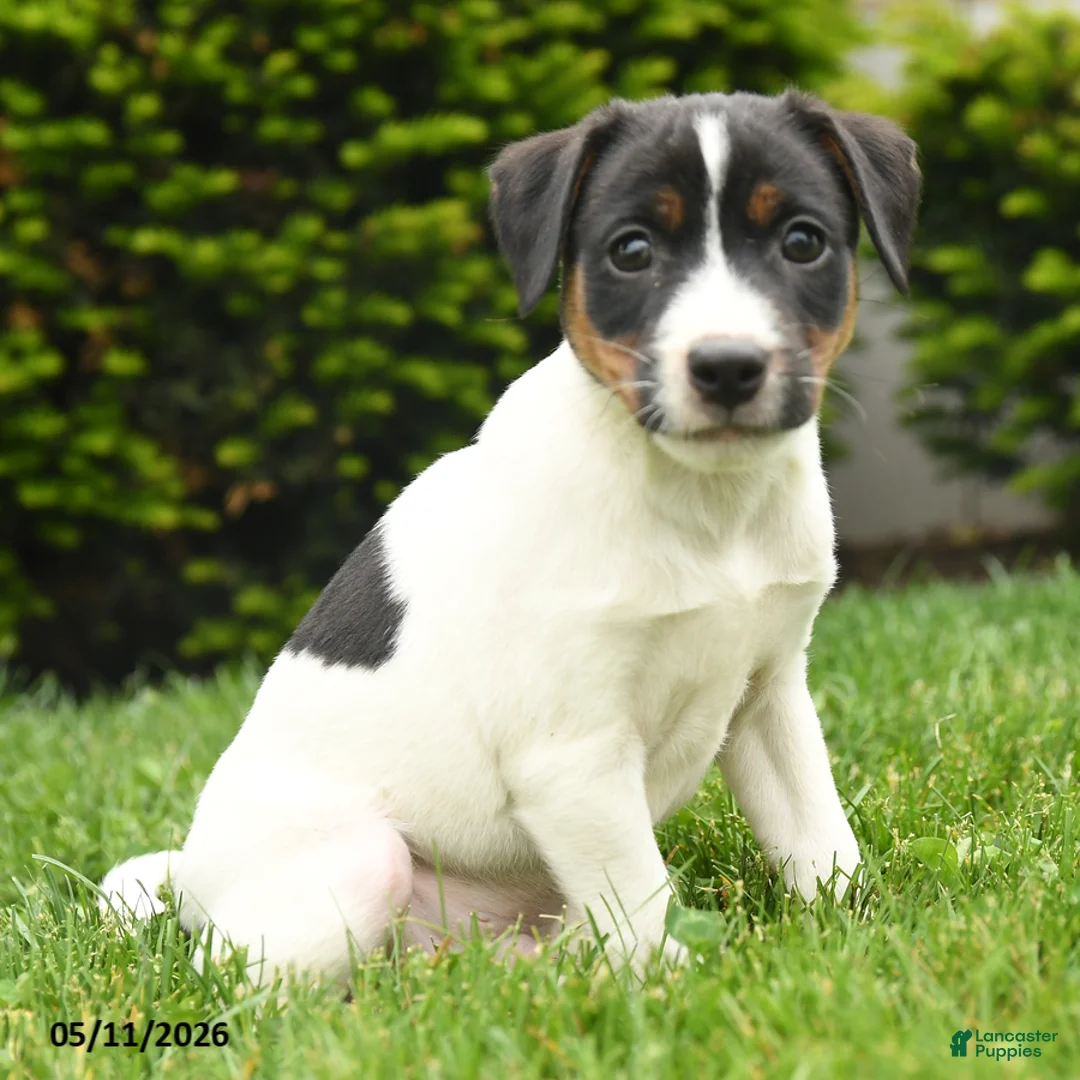 Jack Russell Terrier dogs for sale: Ben - Ad 1