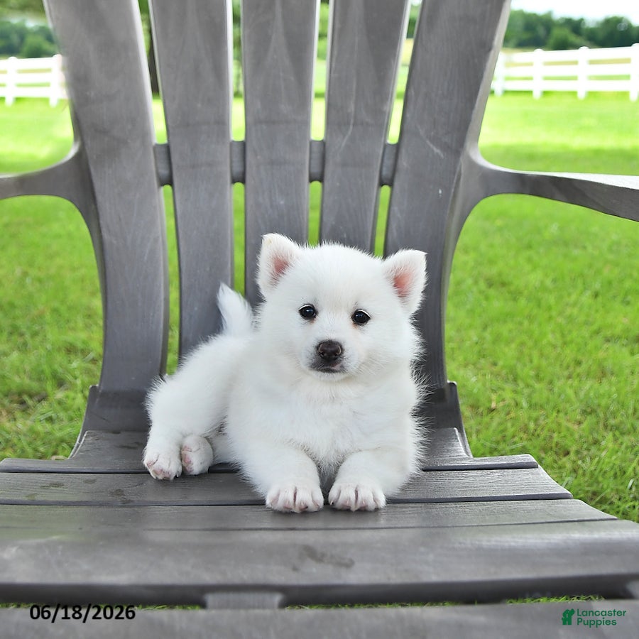 Pomsky dogs Ava  - Ad 1