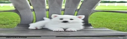 Pomsky dogs for sale: Ava  - Ad 1