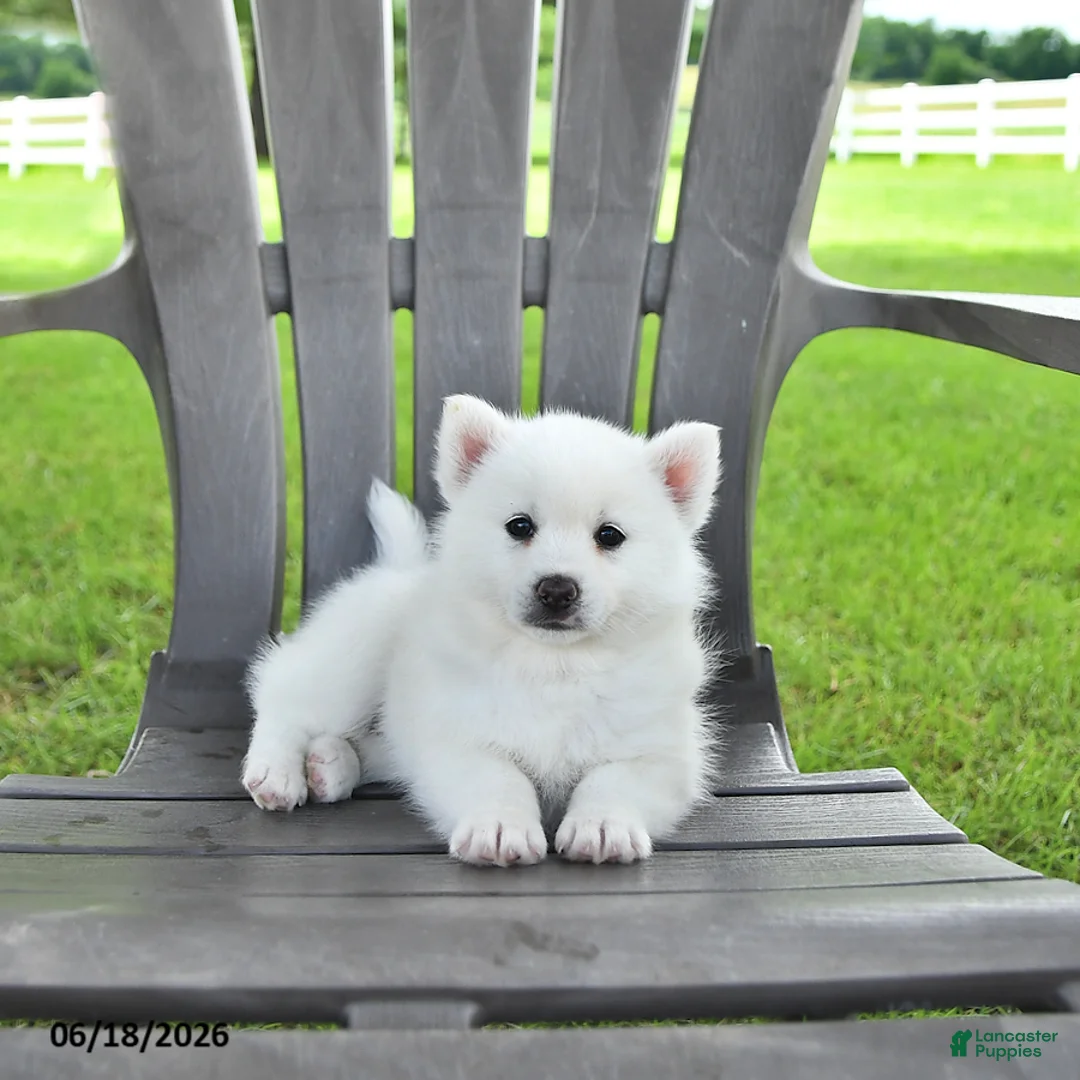 Pomsky dogs for sale: Ava  - Ad 1