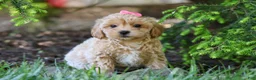 Maltipoo dogs for sale: Amelia - Ad 7