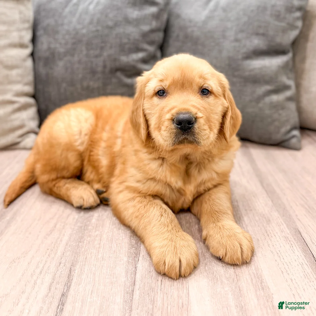 Golden Retriever dogs for sale: Jasper - Ad 2