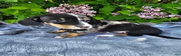 Dachshund dogs for sale: Rusty - Ad 4