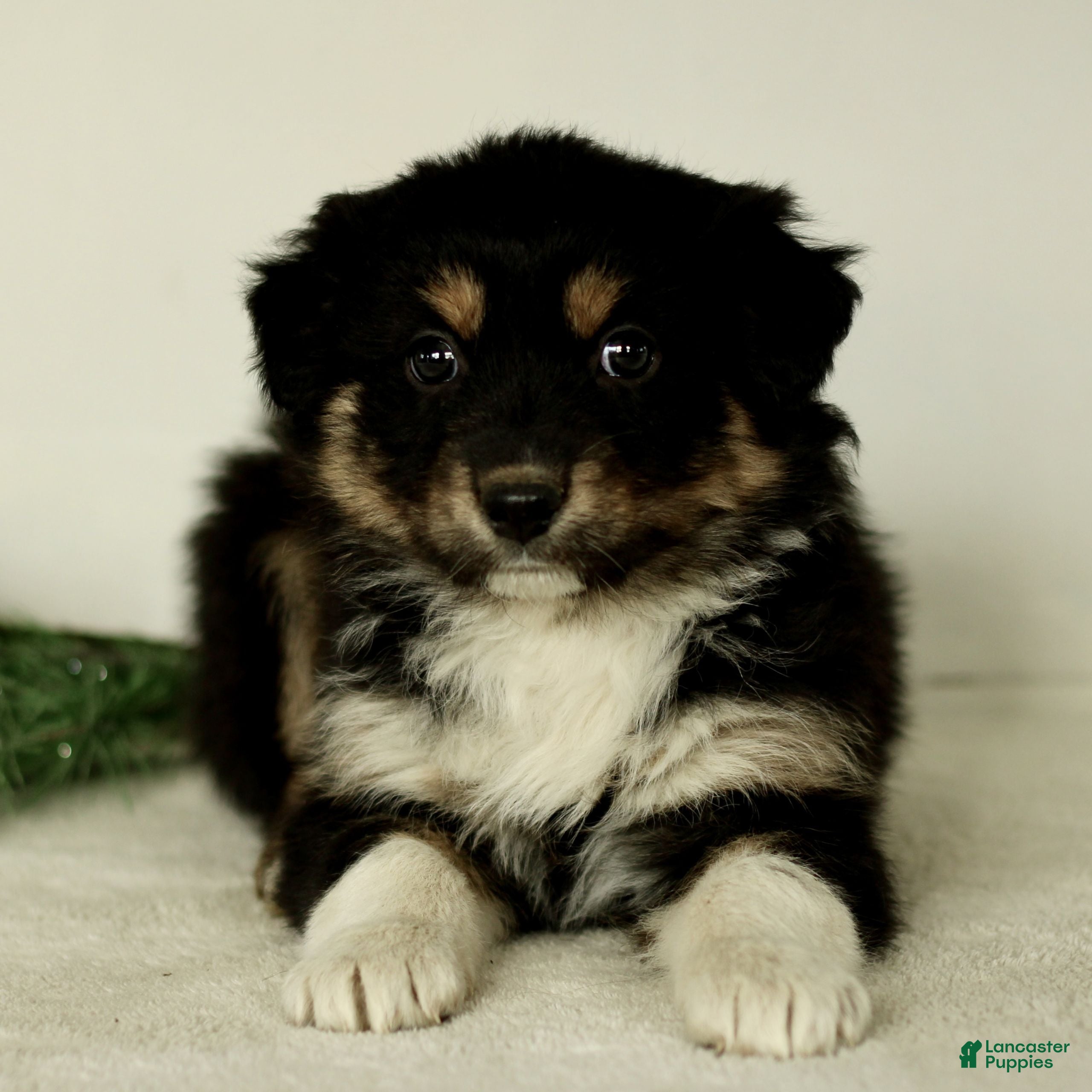 Australian Shepherd dogs Georgia  - Ad 42